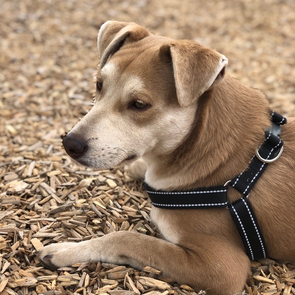 Meet your Posher, Viviana - Picture 5 of 7